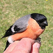 Eurasian Bullfinch